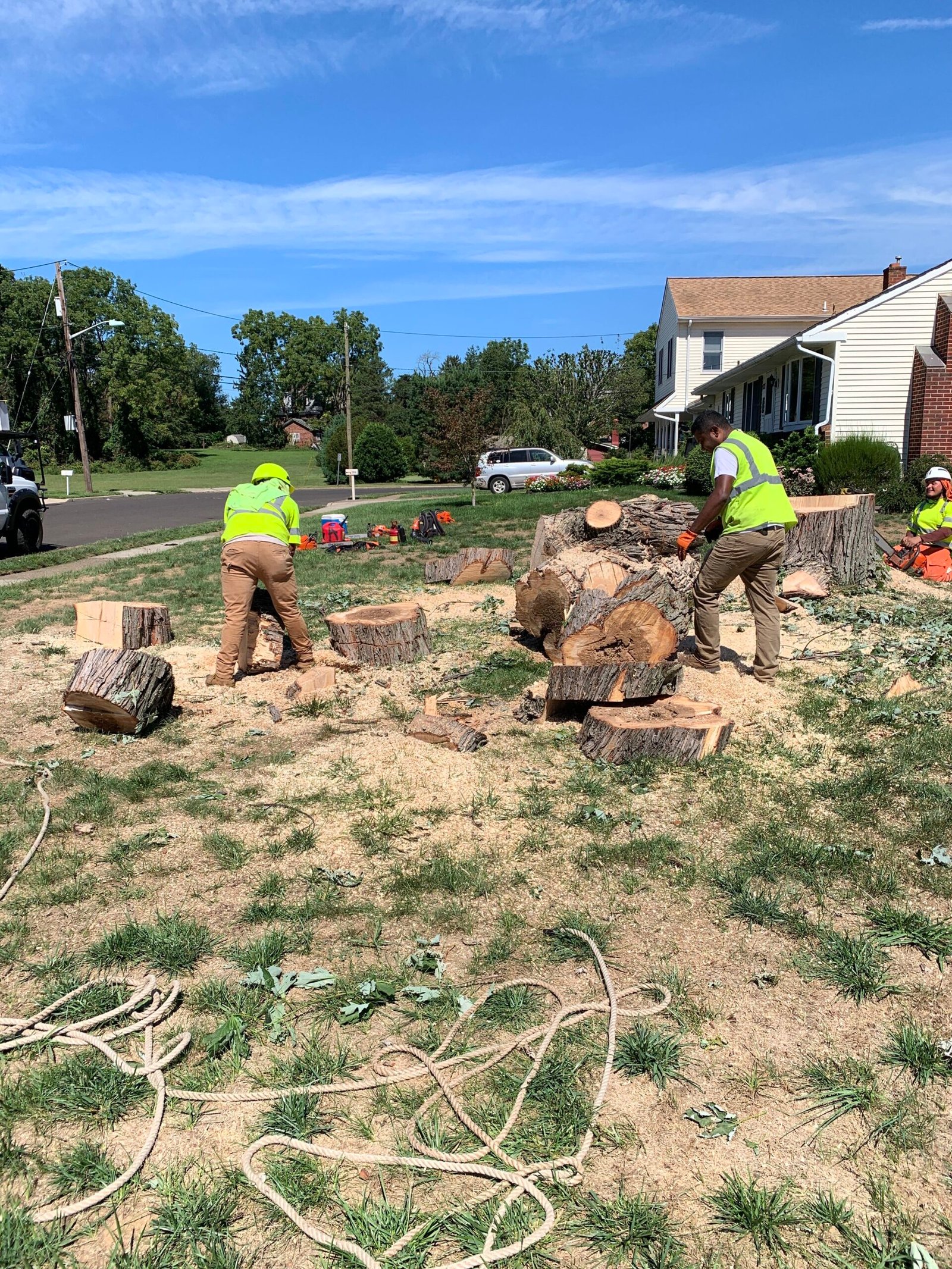 Tree Removal Service