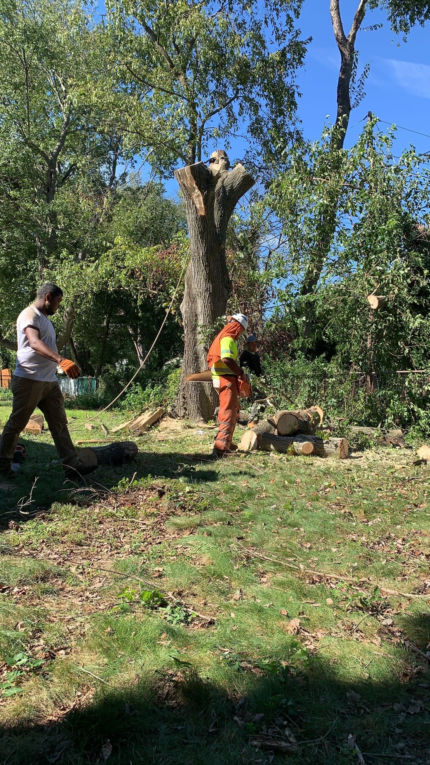Tree Removal Service