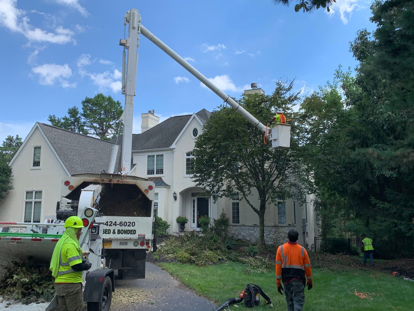 Tree Removal Service