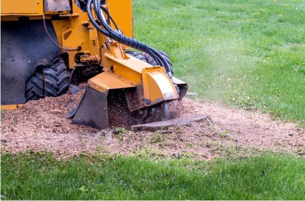 Tree Removal Service