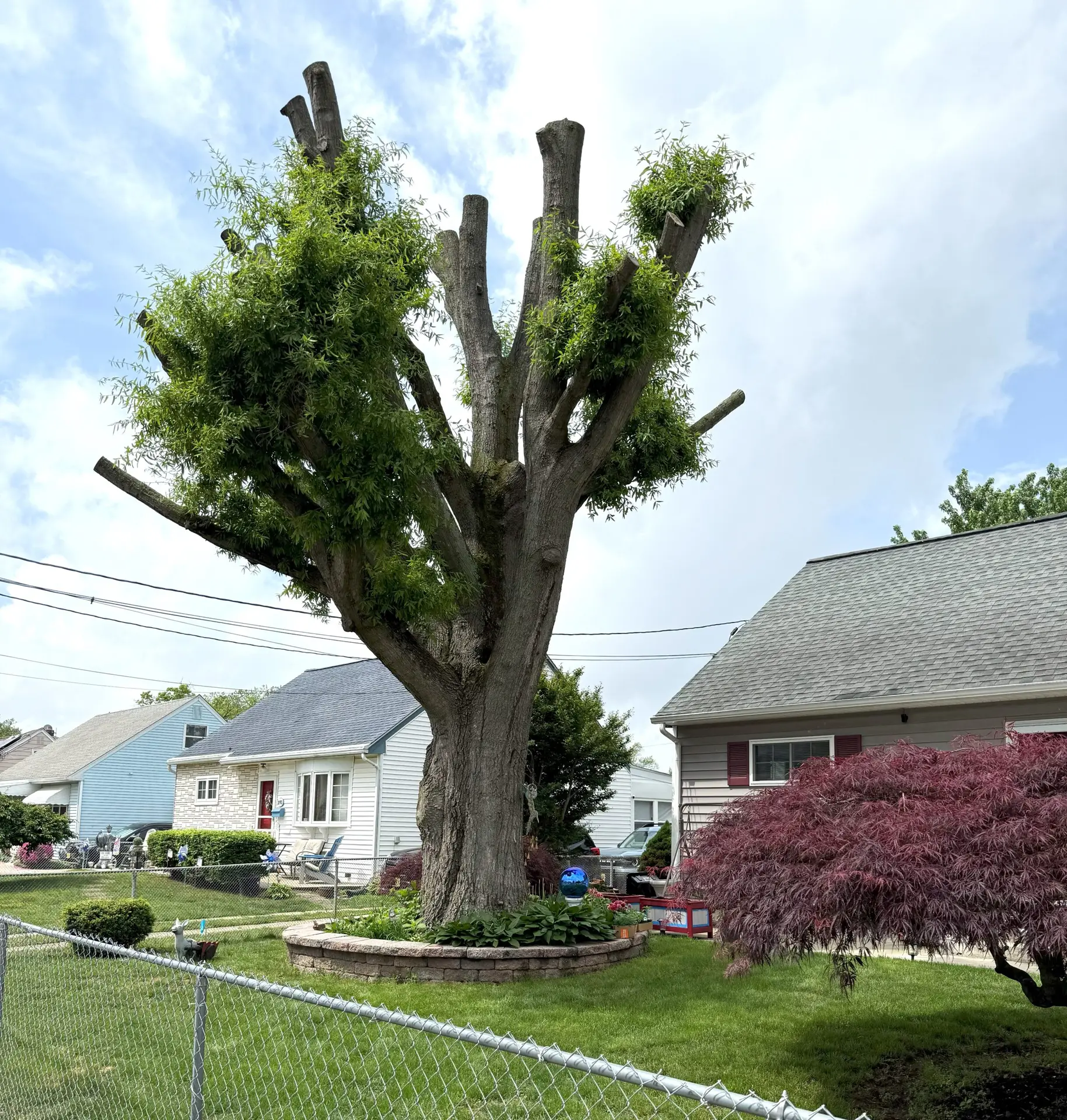 Tree Removal Service